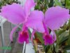 Cattleya trianae sangre de toro